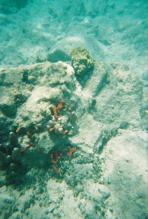 Coral Formation2